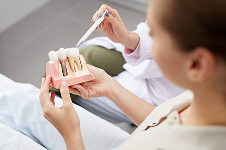 A dental professional holding up a model mouth with teeth and gums, examining it closely.